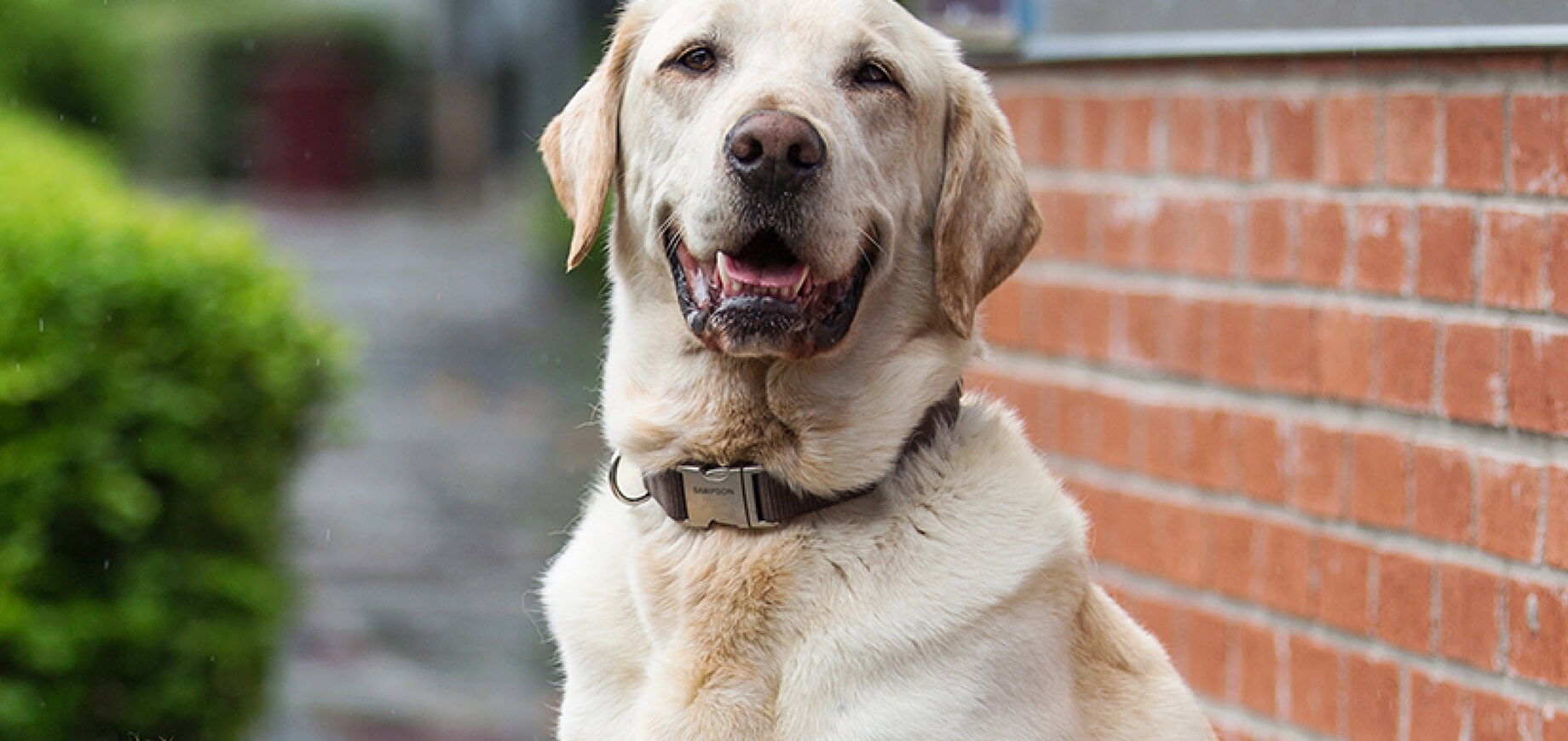 Tìm hiểu về bộ răng của chó cưng