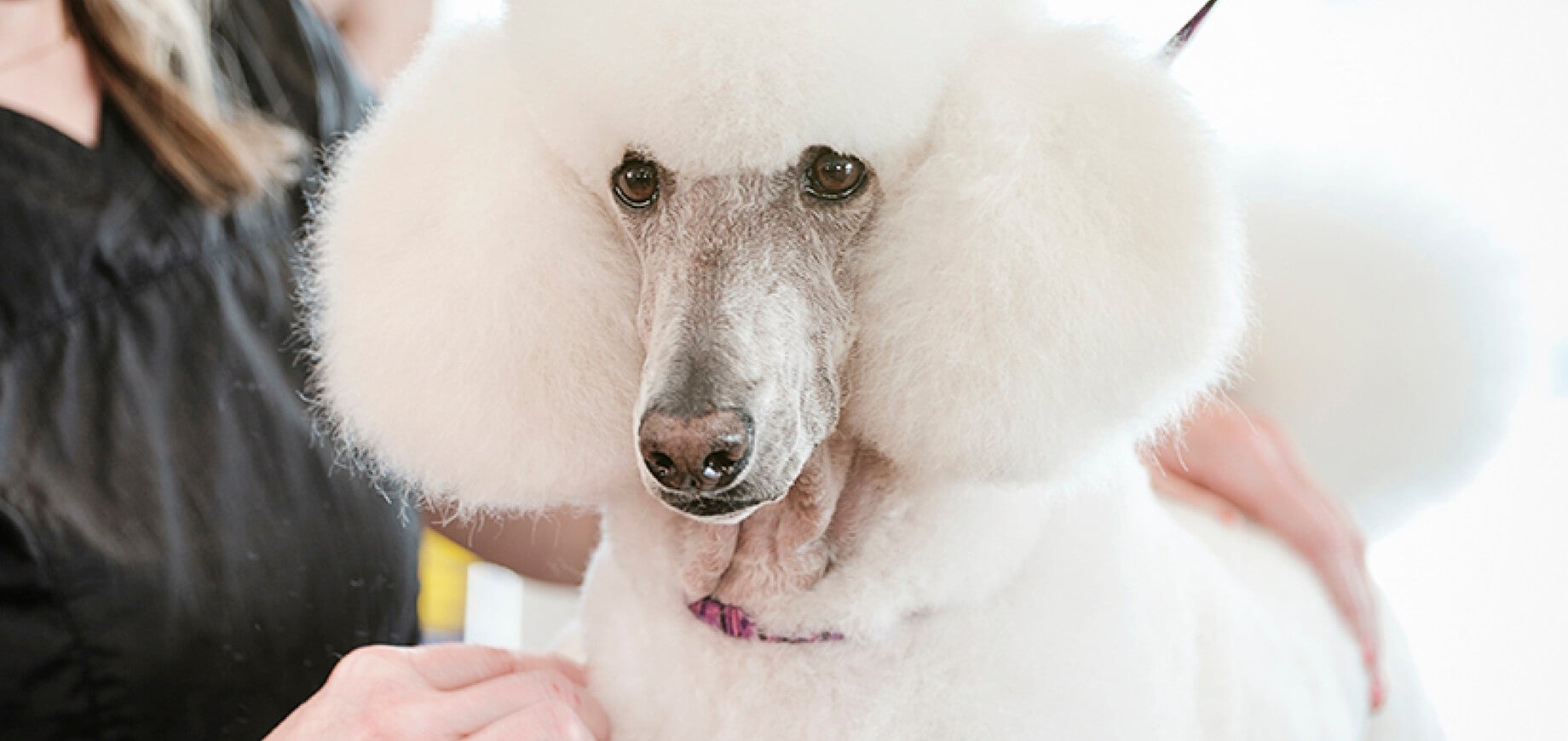Travelling with your dog or puppy