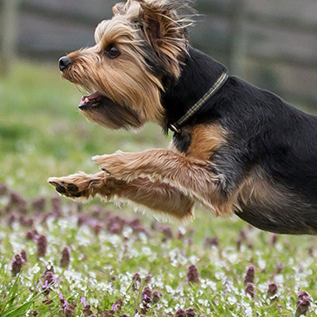 How to stop your dog from scavenging