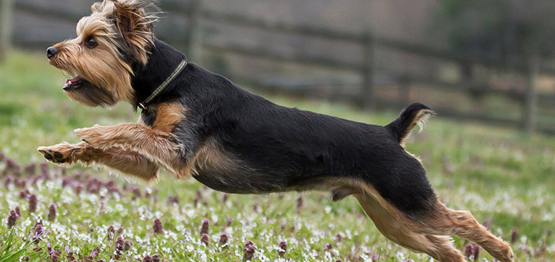 Puppy Feeding FAQ's