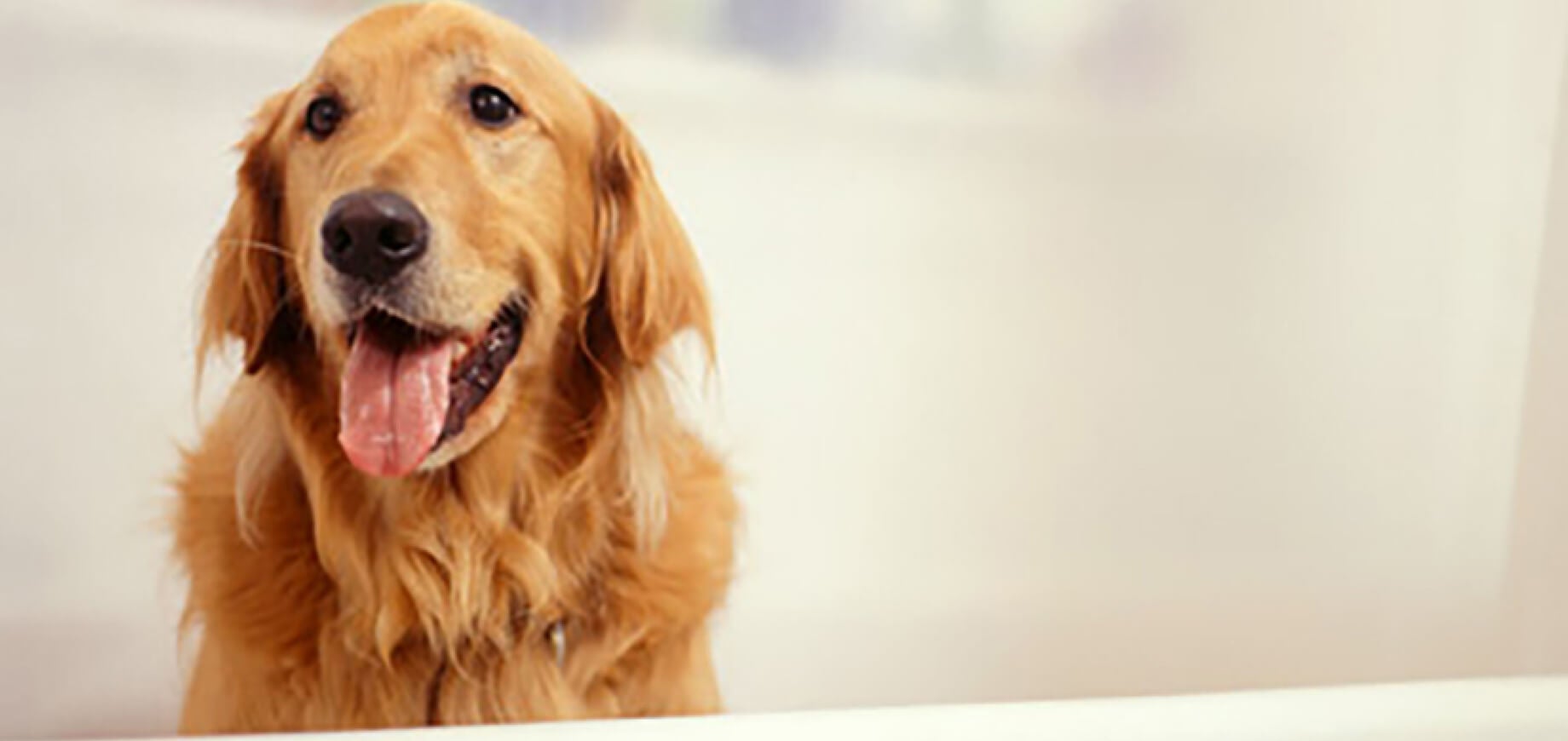 Train Your Dog To Shake Paws