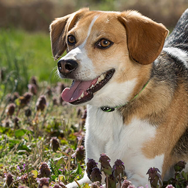 Stop your dog jumping up at people