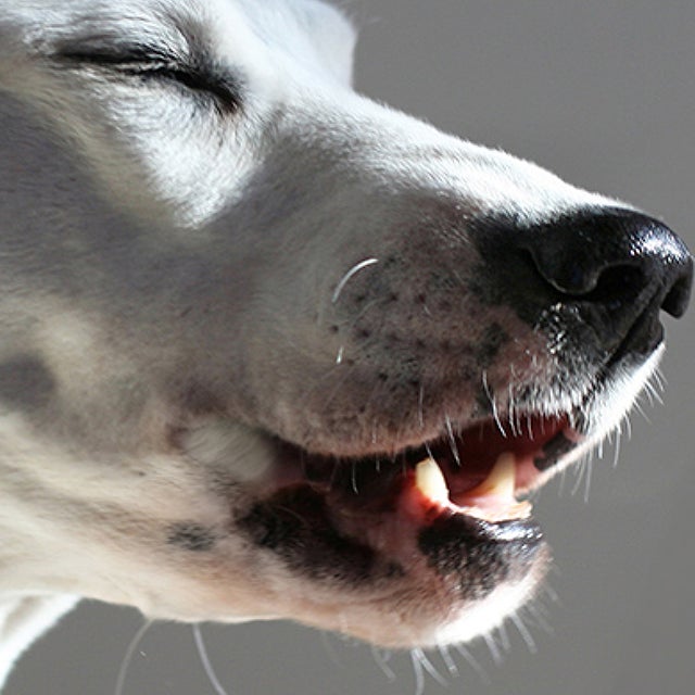 Preventing excessive barking
