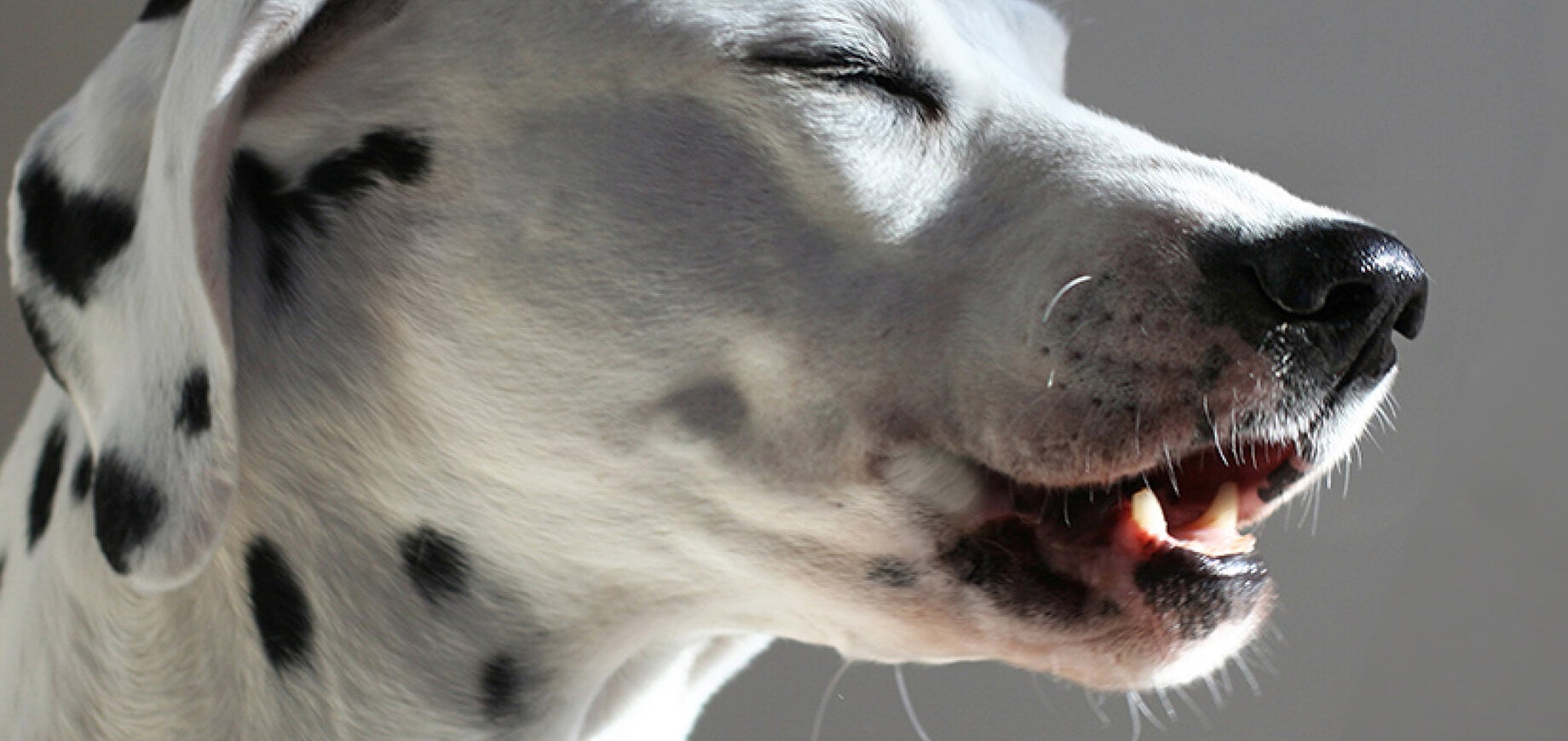 Your dog’s changing diet