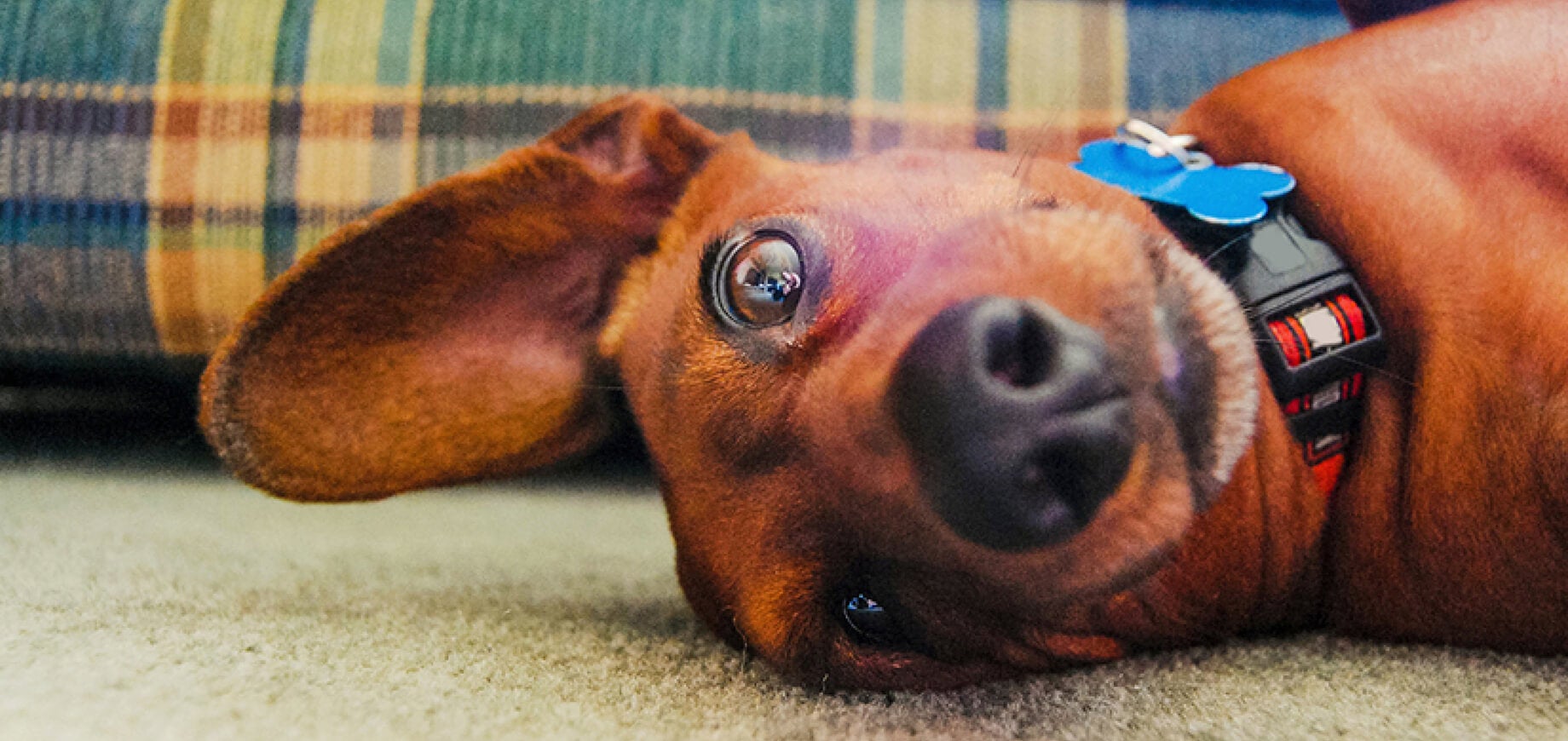 Which foods should my dog avoid?