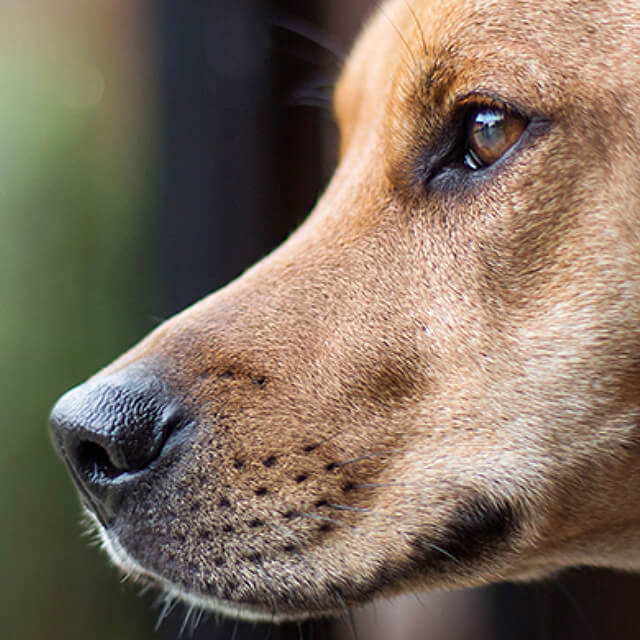 Stop your dog from digging