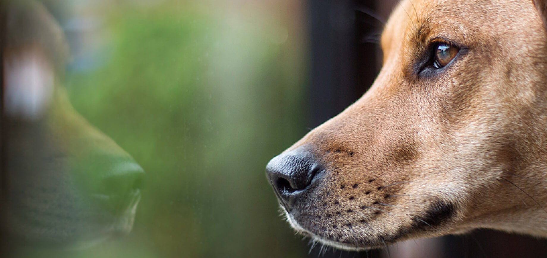 Why Does my Dog Have Bad Breath?