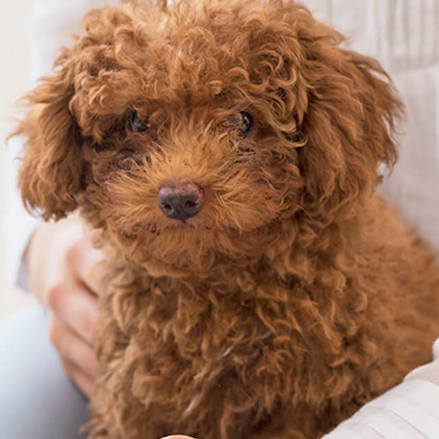 Your Puppies First Day At Home