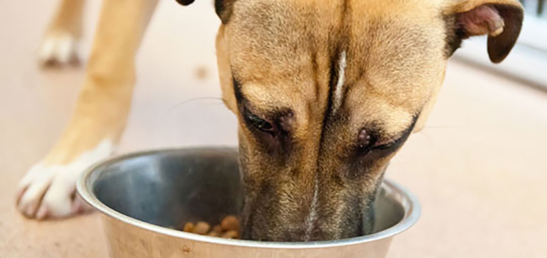 How to Remove Dog Teeth Tartar and Plaque