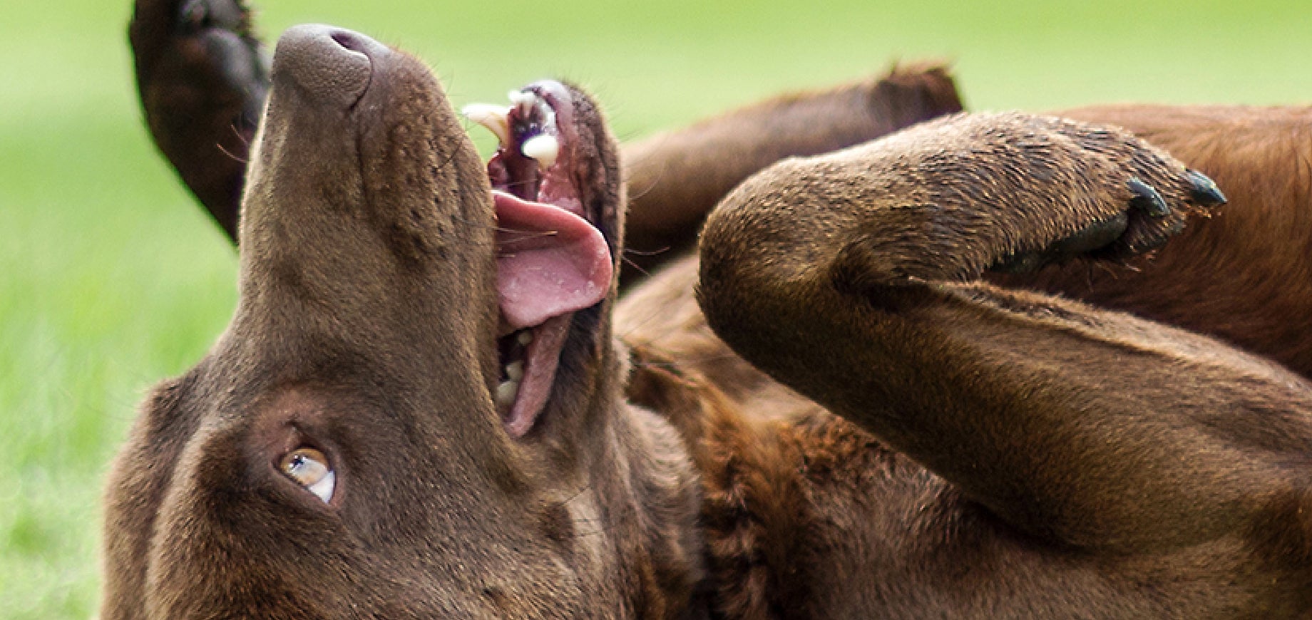 Doing agility training with your dog or puppy