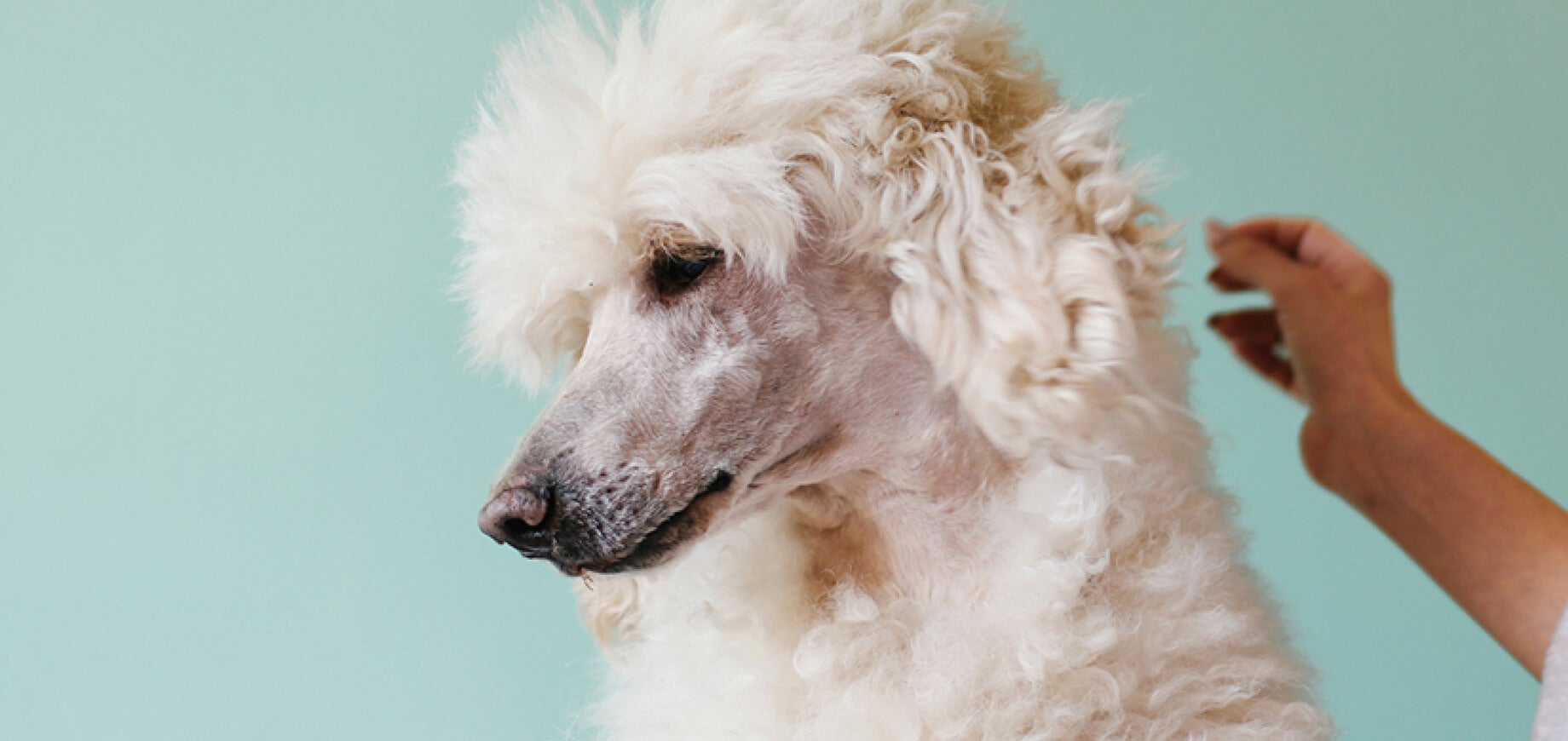 Which dog or puppy is right for you?