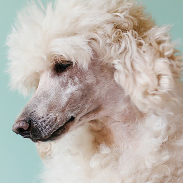 Which dog or puppy is right for you?
