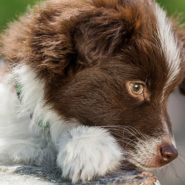 Which vitamins does your dog need?