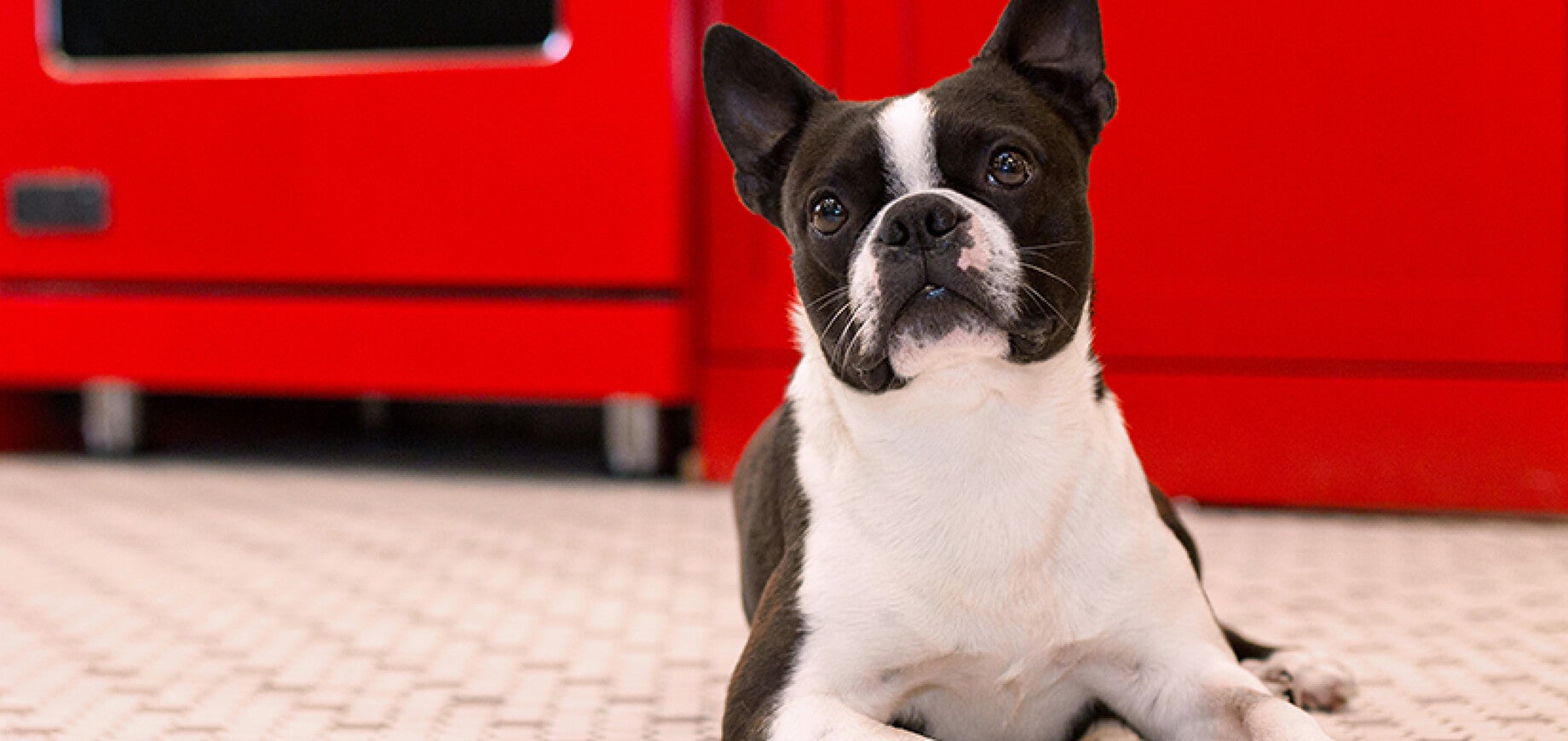 Dog and puppy obedience