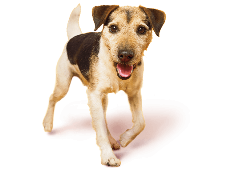 Jack Russell Terrier