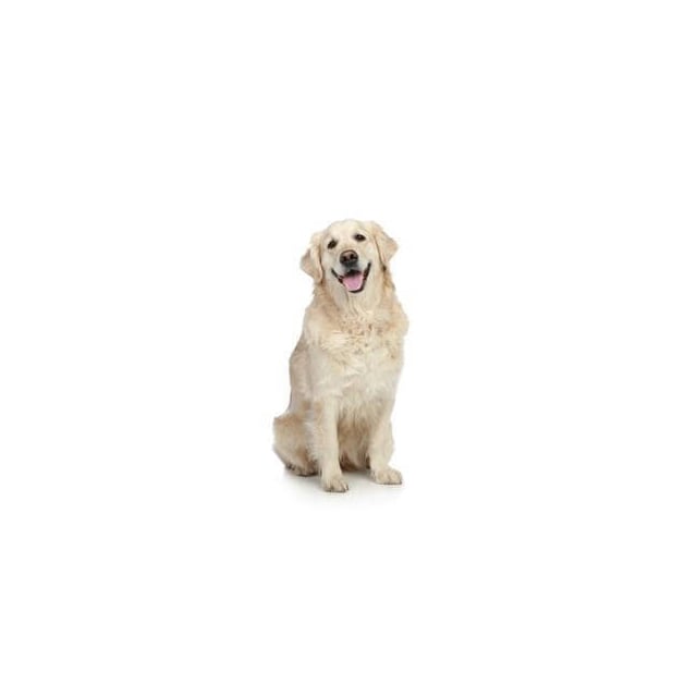 Tính cách và đặc điểm của giống chó Golden Trắng