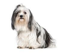 shih-tzu