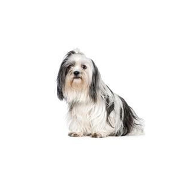 9 loại giống chó Shih Tzu