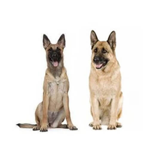 Chó Malinois Bỉ Và Chó Chăn Cừu Đức: So Sánh Hai Giống Chó Lao Động Giống Nhau