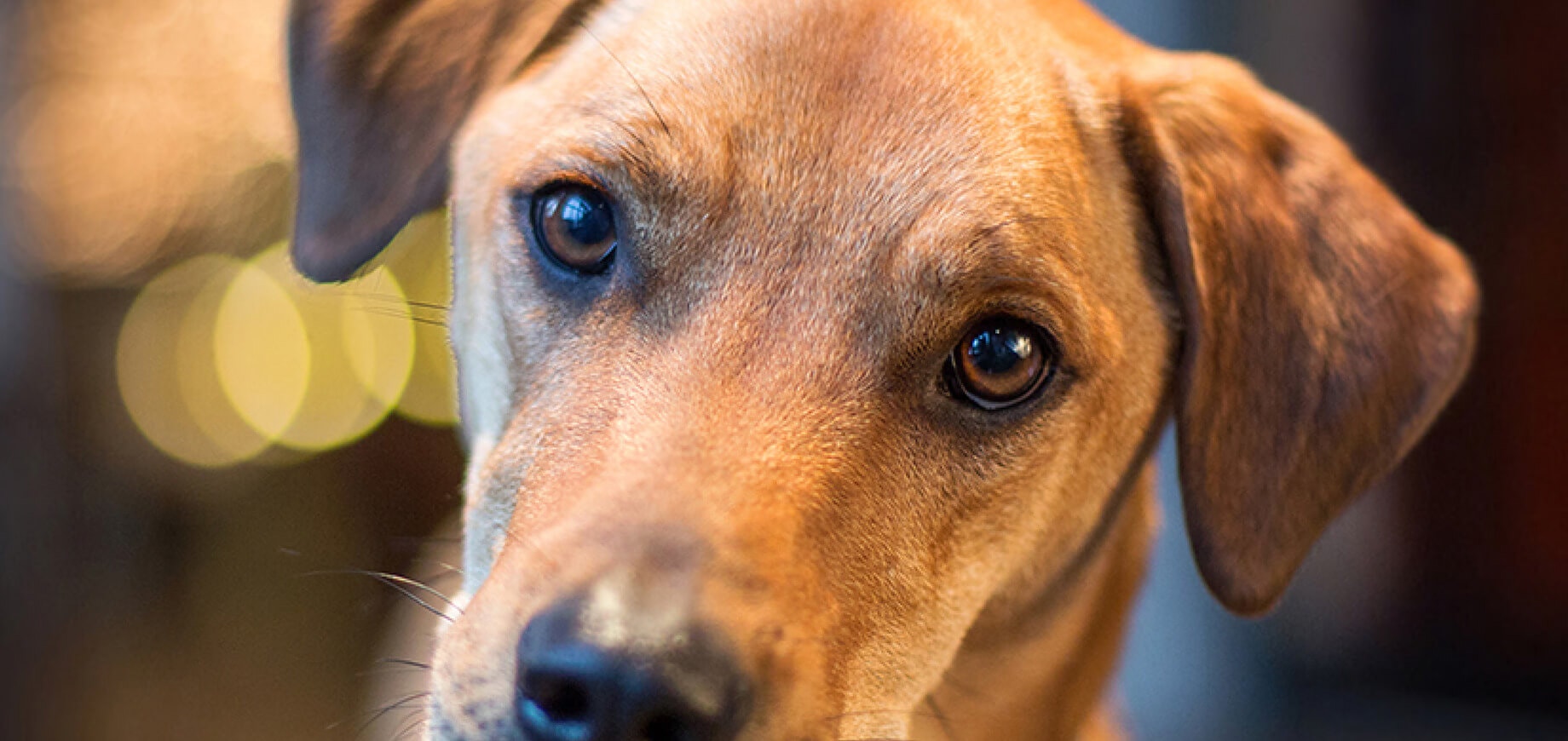 Tất Cả Những Gì Bạn Cần Biết Về Nỗi Sợ Xa Cách Ở Chó