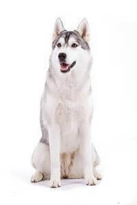 17 Loại Chó Husky Bạn Không Nên Bỏ Qua