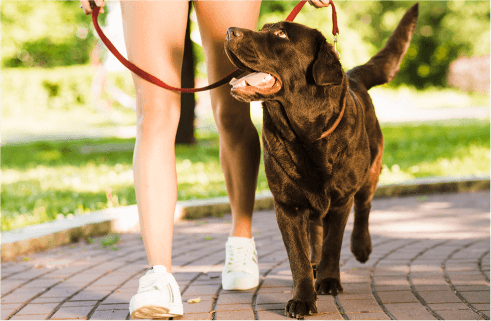 4 Cách Chăm Sóc Khớp Khỏe Mạnh Cho Chó Cưng