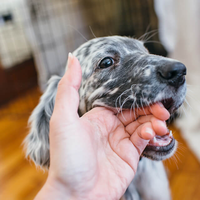 7 cách huấn luyện chó con ngừng cắn