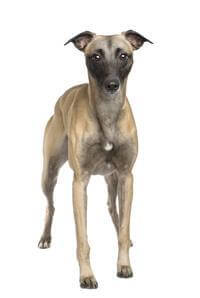 whippet
