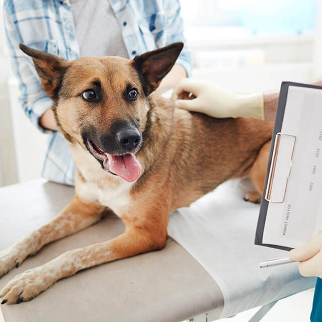 Bệnh Parvo ở Chó: Triệu chứng, Điều trị & Phòng ngừa