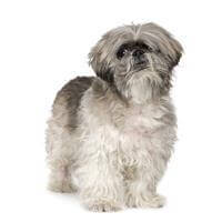 Giống Chó Lhasa Apso - Chó & Chó con - Thông tin & Đặc điểm
