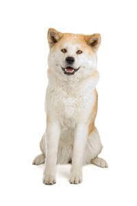 Giống Chó Akita - Chó & Chó con - Thông tin & Đặc điểm
