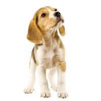 Giống chó beagle