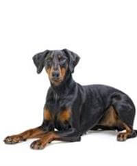 Giống chó Dobermann - Chó & Chó con - Thông tin & Đặc điểm
