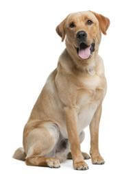 Chó Labrador
