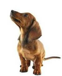 Giống Chó Dachshund