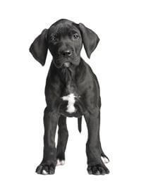Giống Chó Great Dane