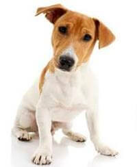Giống Chó Jack Russell