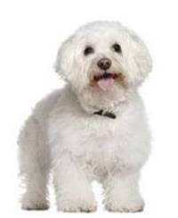 Giống Chó Bichon Frise