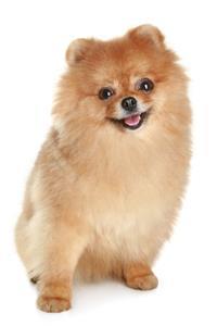 Giống Chó Spitz Nhật