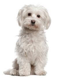 Chó Maltese