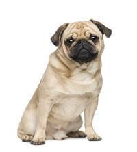 Chó Pug