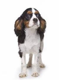 King Charles