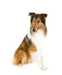 Giống chó Collie - Thông tin & Đặc điểm về Chó và Chó con Collie