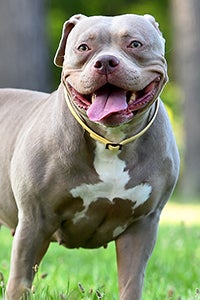 Chó Bully Mỹ