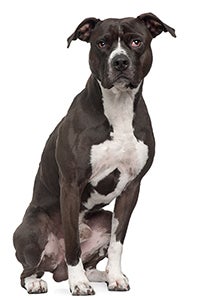 Chó Sục Pit Bull Mỹ - Thông tin & Đặc điểm