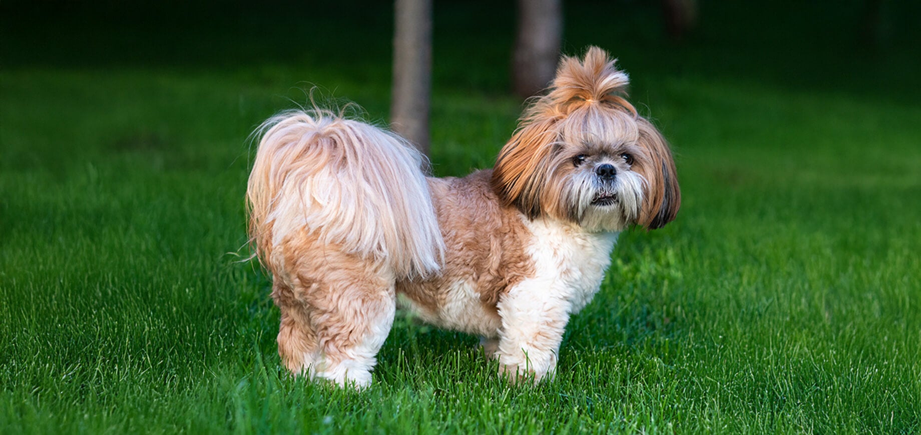 Cách Huấn Luyện Chó Shih Tzu: Mẹo Huấn Luyện Cần Biết