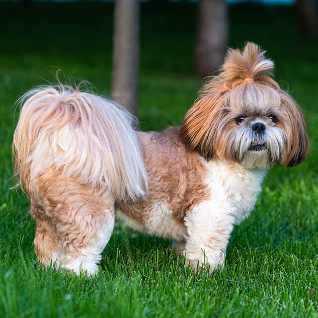 Cách Huấn Luyện Chó Shih Tzu: Mẹo Huấn Luyện Cần Biết