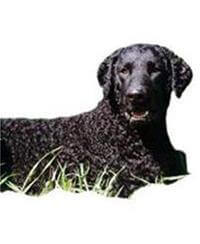 Curly Coated Retriever