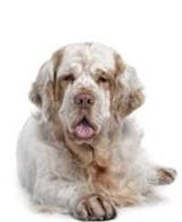 Clumber Spaniel