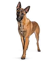 Malinois Bỉ